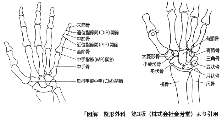 手・手関節・指の骨